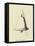 Stunnia Dinnerbellia-Edward Lear-Framed Stretched Canvas