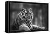 Stunning close up Image of Tiger Relaxing on Warm Day in Black and White-Veneratio-Framed Stretched Canvas