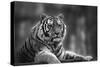 Stunning close up Image of Tiger Relaxing on Warm Day in Black and White-Veneratio-Stretched Canvas