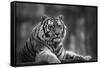 Stunning close up Image of Tiger Relaxing on Warm Day in Black and White-Veneratio-Framed Stretched Canvas
