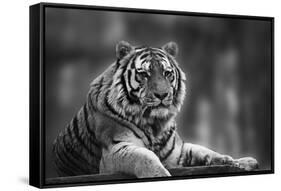 Stunning close up Image of Tiger Relaxing on Warm Day in Black and White-Veneratio-Framed Stretched Canvas