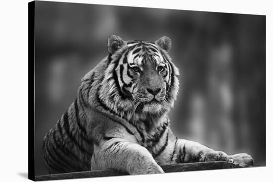 Stunning close up Image of Tiger Relaxing on Warm Day in Black and White-Veneratio-Stretched Canvas