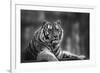 Stunning close up Image of Tiger Relaxing on Warm Day in Black and White-Veneratio-Framed Photographic Print