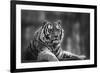 Stunning close up Image of Tiger Relaxing on Warm Day in Black and White-Veneratio-Framed Photographic Print