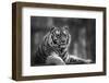 Stunning close up Image of Tiger Relaxing on Warm Day in Black and White-Veneratio-Framed Photographic Print