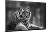 Stunning close up Image of Tiger Relaxing on Warm Day in Black and White-Veneratio-Mounted Photographic Print