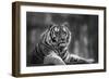 Stunning close up Image of Tiger Relaxing on Warm Day in Black and White-Veneratio-Framed Photographic Print