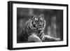 Stunning close up Image of Tiger Relaxing on Warm Day in Black and White-Veneratio-Framed Photographic Print