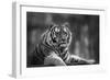 Stunning close up Image of Tiger Relaxing on Warm Day in Black and White-Veneratio-Framed Photographic Print