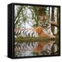 Stunning close up Image of Tiger Relaxing on Warm Day Reflection in Water-Veneratio-Framed Stretched Canvas