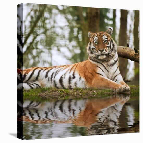 Stunning close up Image of Tiger Relaxing on Warm Day Reflection in Water-Veneratio-Stretched Canvas