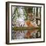 Stunning close up Image of Tiger Relaxing on Warm Day Reflection in Water-Veneratio-Framed Photographic Print