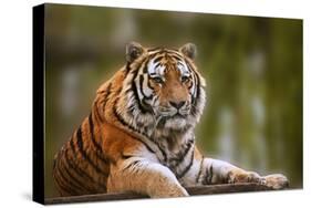 Stunning close up Image of Tiger Relaxing on Warm Day-Veneratio-Stretched Canvas