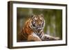 Stunning close up Image of Tiger Relaxing on Warm Day-Veneratio-Framed Photographic Print