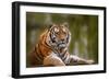 Stunning close up Image of Tiger Relaxing on Warm Day-Veneratio-Framed Photographic Print