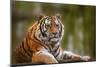 Stunning close up Image of Tiger Relaxing on Warm Day-Veneratio-Mounted Photographic Print