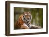 Stunning close up Image of Tiger Relaxing on Warm Day-Veneratio-Framed Photographic Print