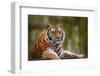 Stunning close up Image of Tiger Relaxing on Warm Day-Veneratio-Framed Photographic Print