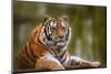 Stunning close up Image of Tiger Relaxing on Warm Day-Veneratio-Mounted Photographic Print