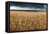 Stunning Countryside Landscape Wheat Field in Summer Sunset-Veneratio-Framed Stretched Canvas