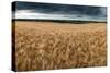 Stunning Countryside Landscape Wheat Field in Summer Sunset-Veneratio-Stretched Canvas