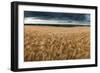 Stunning Countryside Landscape Wheat Field in Summer Sunset-Veneratio-Framed Photographic Print