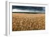 Stunning Countryside Landscape Wheat Field in Summer Sunset-Veneratio-Framed Photographic Print