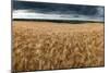 Stunning Countryside Landscape Wheat Field in Summer Sunset-Veneratio-Mounted Photographic Print