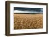 Stunning Countryside Landscape Wheat Field in Summer Sunset-Veneratio-Framed Photographic Print