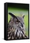 Stunning European Eagle Owl in Flight-Veneratio-Framed Stretched Canvas