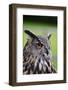 Stunning European Eagle Owl in Flight-Veneratio-Framed Photographic Print