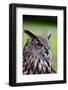 Stunning European Eagle Owl in Flight-Veneratio-Framed Photographic Print