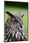 Stunning European Eagle Owl in Flight-Veneratio-Mounted Photographic Print