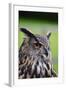 Stunning European Eagle Owl in Flight-Veneratio-Framed Photographic Print