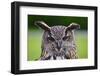 Stunning European Eagle Owl in Flight-Veneratio-Framed Photographic Print