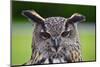 Stunning European Eagle Owl in Flight-Veneratio-Mounted Photographic Print