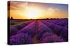 Stunning Landscape with Lavender Field at Sunset. Plateau of Valensole, Provence, France-Oleg Znamenskiy-Stretched Canvas