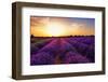 Stunning Landscape with Lavender Field at Sunset. Plateau of Valensole, Provence, France-Oleg Znamenskiy-Framed Photographic Print