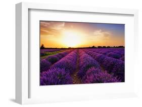 Stunning Landscape with Lavender Field at Sunset. Plateau of Valensole, Provence, France-Oleg Znamenskiy-Framed Photographic Print