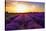 Stunning Landscape with Lavender Field at Sunset. Plateau of Valensole, Provence, France-Oleg Znamenskiy-Stretched Canvas