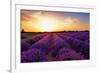 Stunning Landscape with Lavender Field at Sunset. Plateau of Valensole, Provence, France-Oleg Znamenskiy-Framed Photographic Print