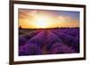 Stunning Landscape with Lavender Field at Sunset. Plateau of Valensole, Provence, France-Oleg Znamenskiy-Framed Photographic Print