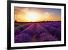 Stunning Landscape with Lavender Field at Sunset. Plateau of Valensole, Provence, France-Oleg Znamenskiy-Framed Photographic Print