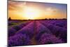 Stunning Landscape with Lavender Field at Sunset. Plateau of Valensole, Provence, France-Oleg Znamenskiy-Mounted Photographic Print