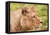 Stunning Lioness Relaxing on A Warm Day-Veneratio-Framed Stretched Canvas