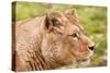 Stunning Lioness Relaxing on A Warm Day-Veneratio-Stretched Canvas