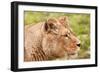 Stunning Lioness Relaxing on A Warm Day-Veneratio-Framed Photographic Print