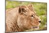 Stunning Lioness Relaxing on A Warm Day-Veneratio-Mounted Photographic Print