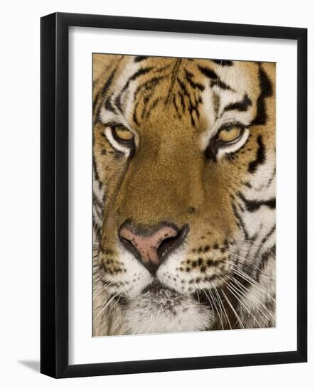 Stunning-Susann Parker-Framed Premium Photographic Print