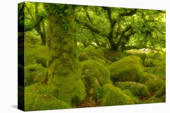 Stunted Oak Woodland Covered in Moss, Wistman's Wood, Devon, UK-Ben Hall-Stretched Canvas